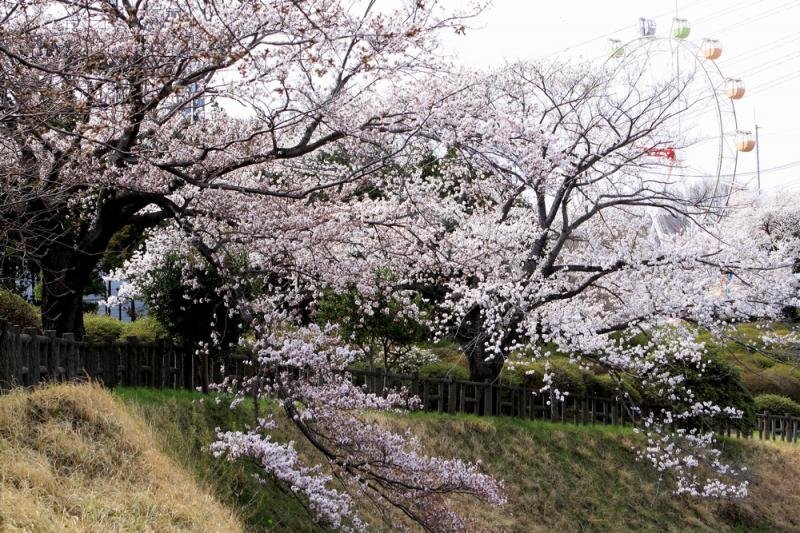 🏞️ 히타치시 카미네 공원(日立市かみね公園) 이미지 8